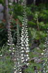 White false indigo